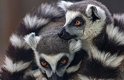 《守望先锋2》保时捷联动D.Va法老之鹰造型上线